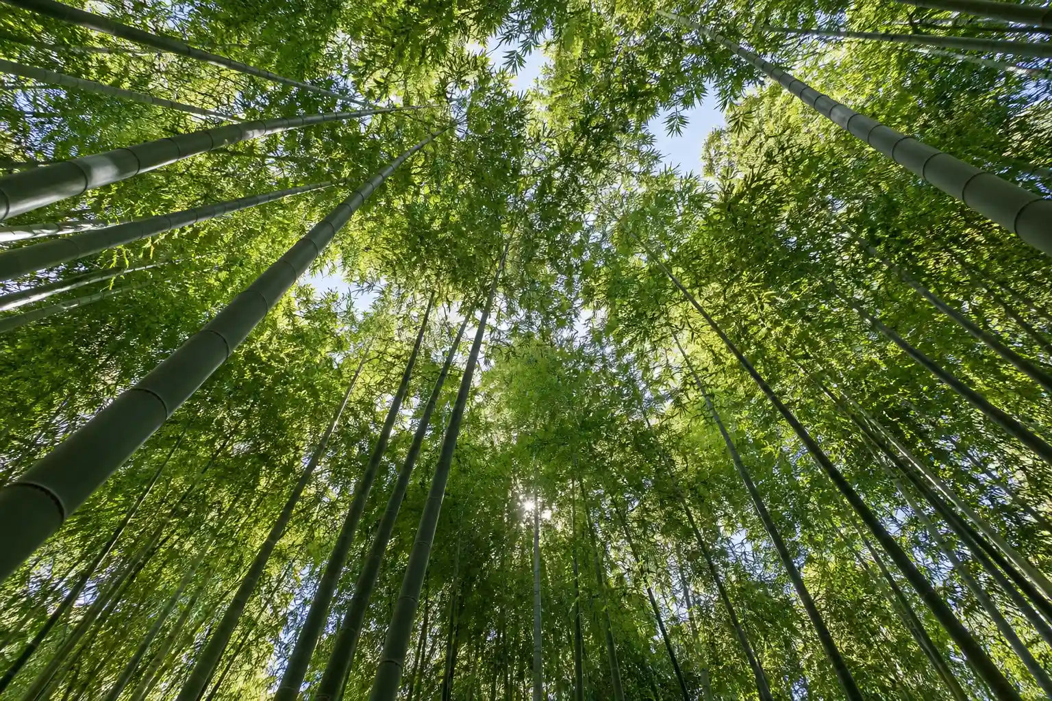 嵐山の竹林の小径から見上げる高い竹と頭上に重なる葉