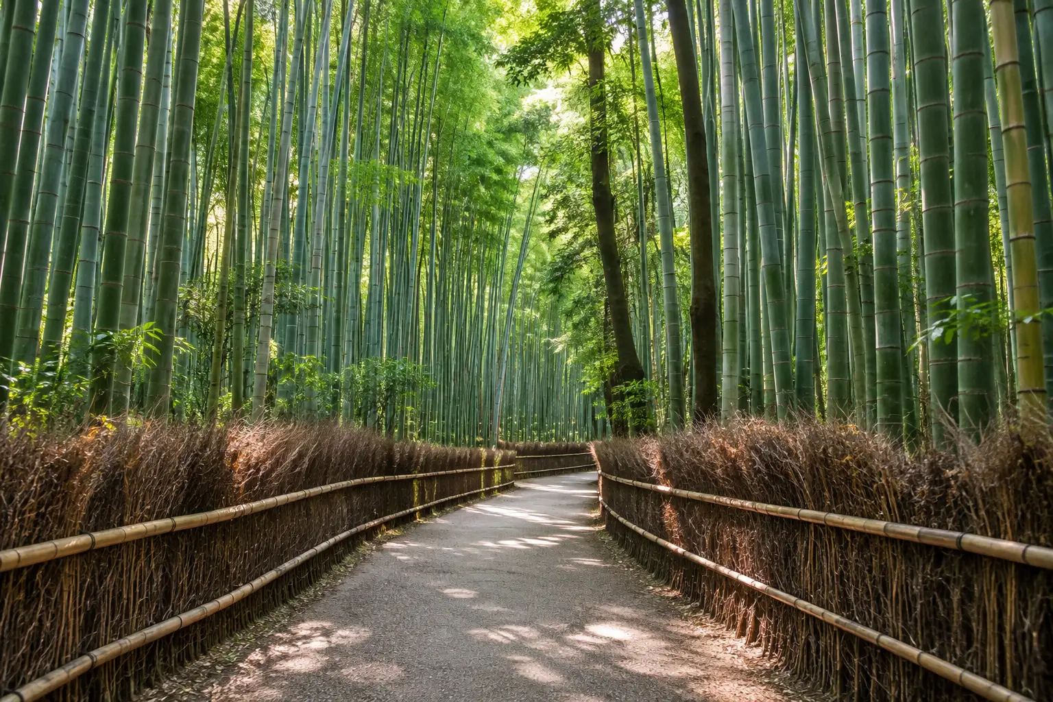 嵐山の竹林の小径で、竹穂垣に沿う道と頭上に伸びる竹