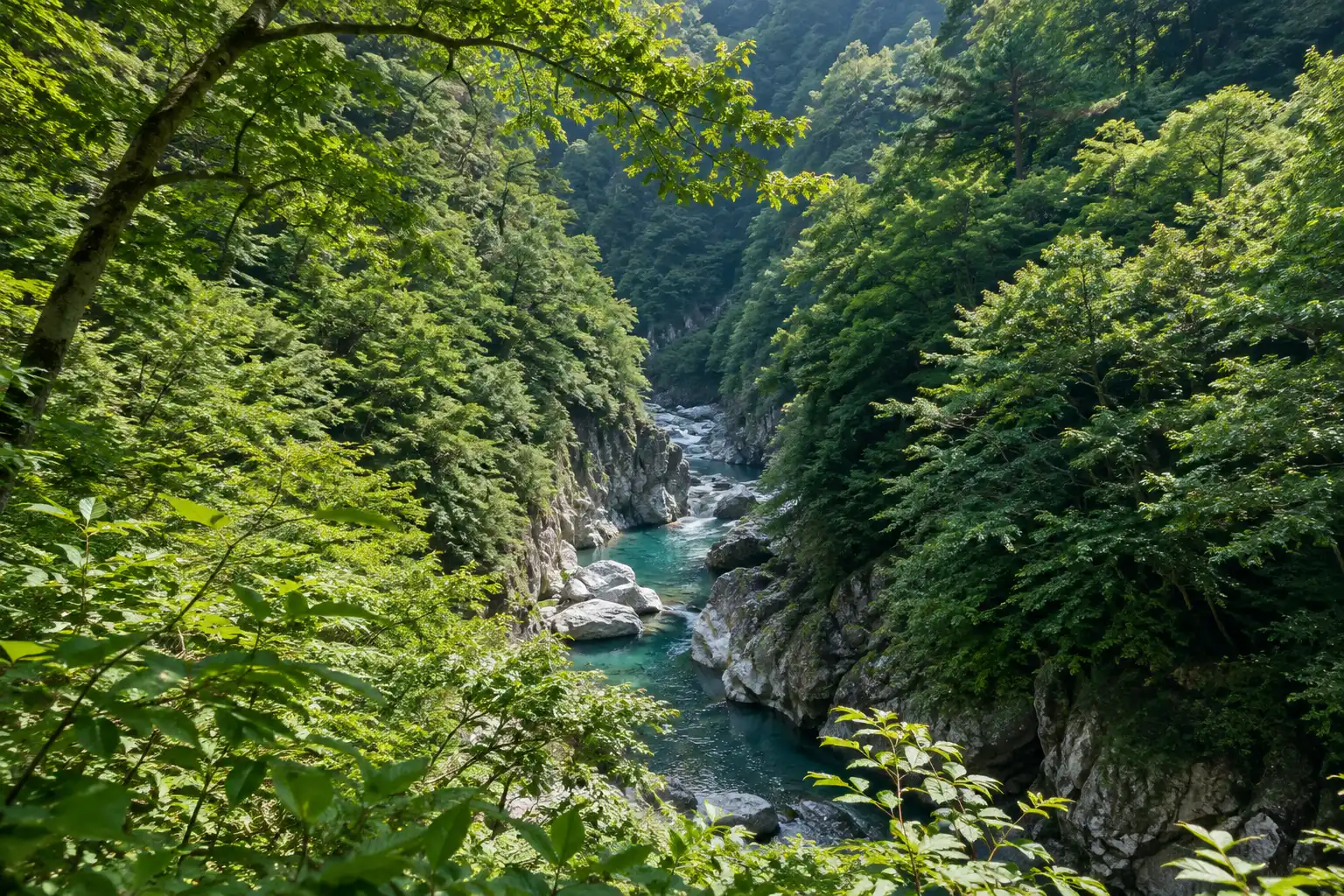 阿寺渓谷の両岸を覆う木々と、その奥へ続く青緑の流れ