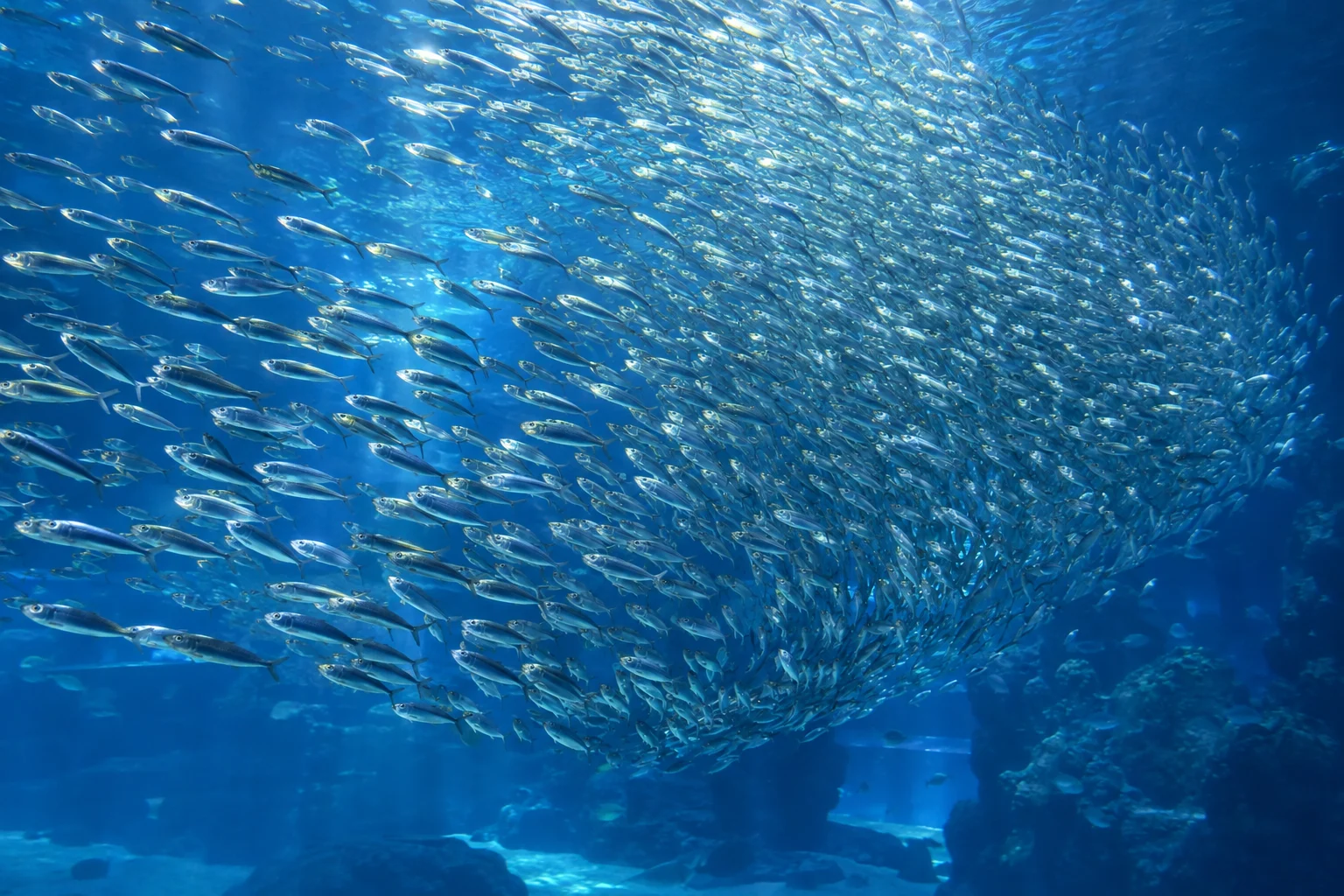 沖縄美ら海水族館の青い水槽で向きを変える小さな魚の群れ