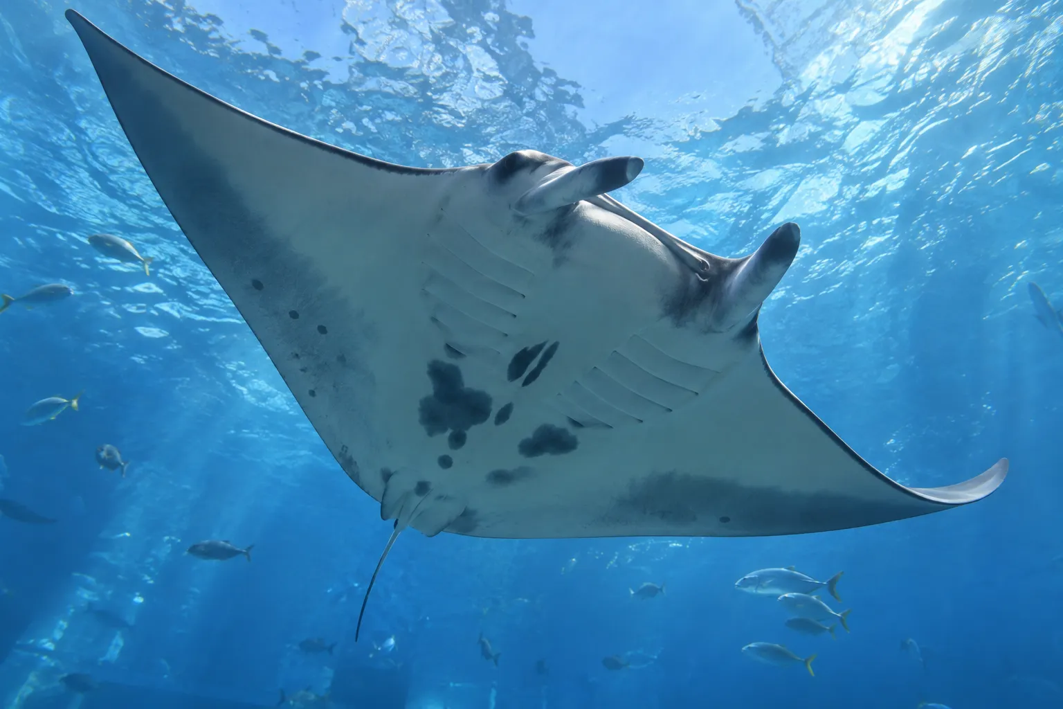 沖縄美ら海水族館の水槽を泳ぐマンタを下から見上げた姿